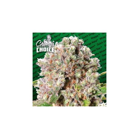 Mendocino Skunk Femminizzata - Paradise Seeds