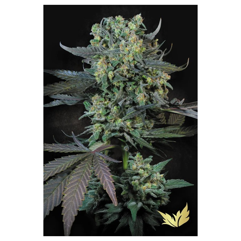 Momo Femminizzata - Paradise Seeds
