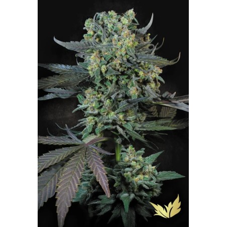 Momo Femminizzata - Paradise Seeds
