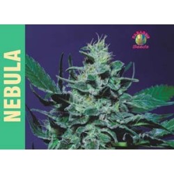 Nebula Femminizzata - Paradise Seeds
