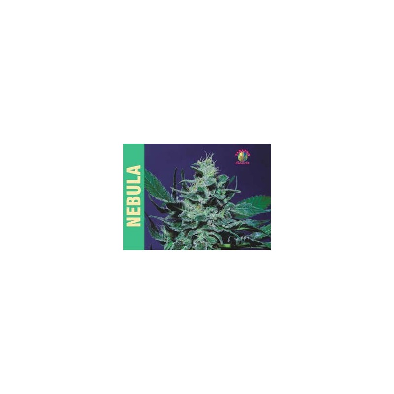 Nebula Femminizzata - Paradise Seeds