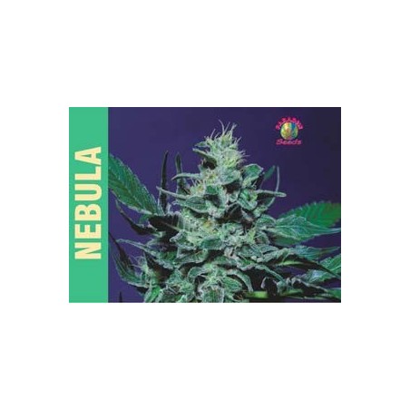Nebula Femminizzata - Paradise Seeds