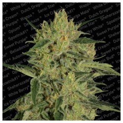 Nebula II CBD Femminizzata - Paradise Seeds