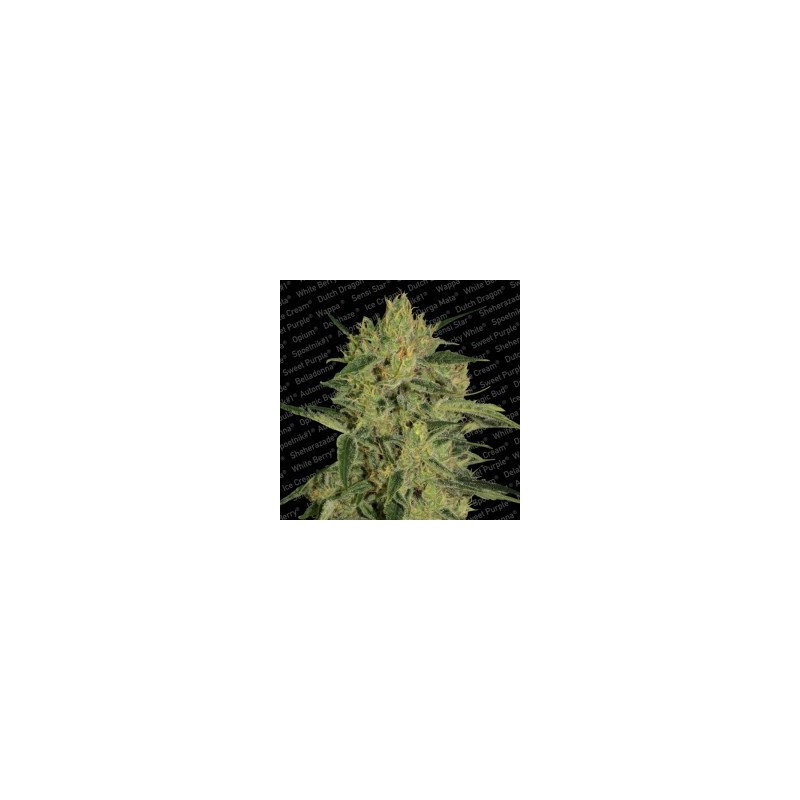 Nebula II CBD Femminizzata - Paradise Seeds