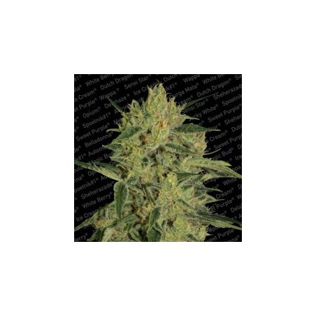Nebula II CBD Femminizzata - Paradise Seeds