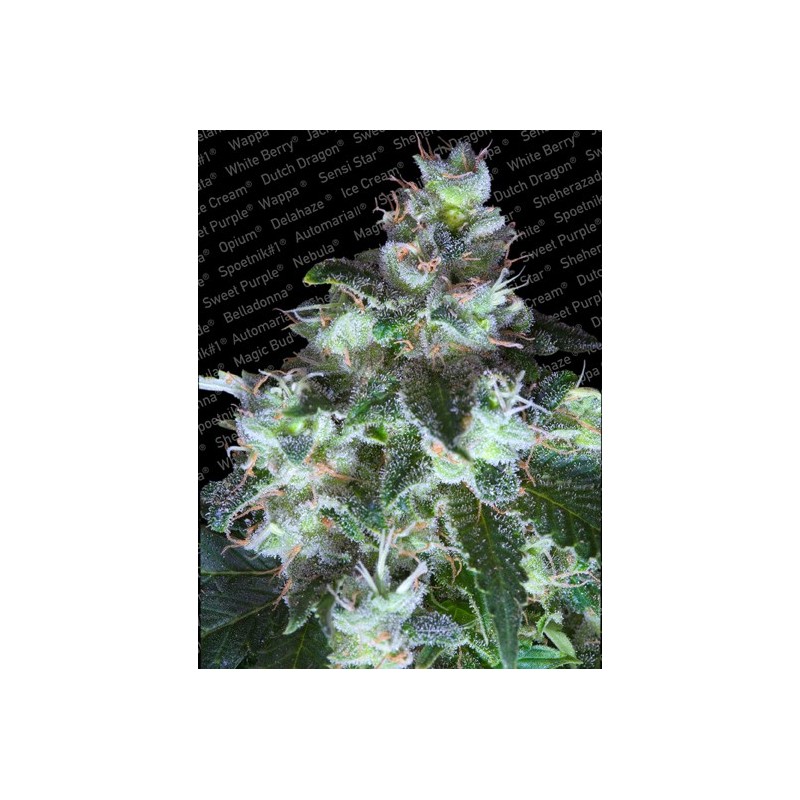 Original White Widow (IBL) Femminizzata - Paradise Seeds