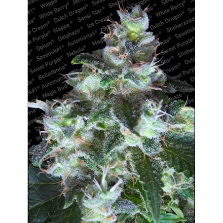 Original White Widow (IBL) Femminizzata - Paradise Seeds
