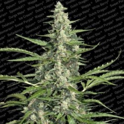 Pandora Auto Femminizzata - Paradise Seeds