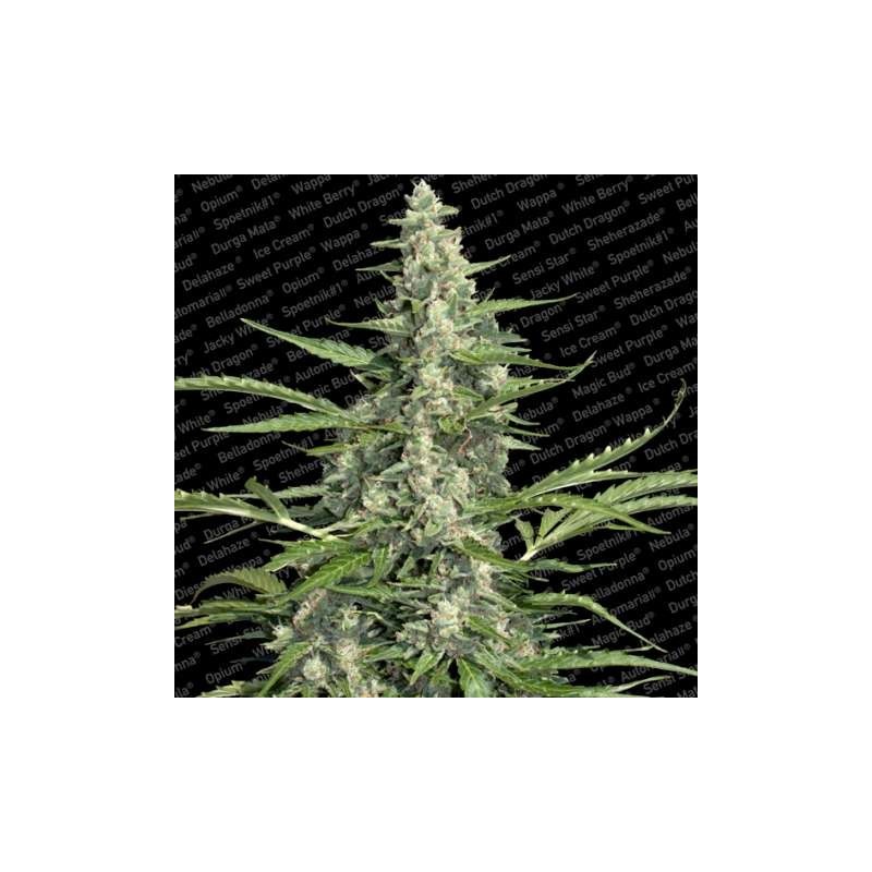 Pandora Auto Femminizzata - Paradise Seeds