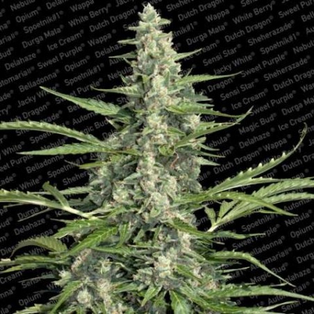 Pandora Auto Femminizzata - Paradise Seeds