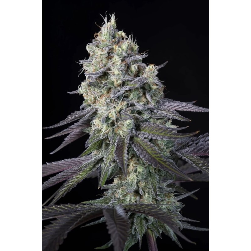 Purple Mints Femminizzata - Paradise Seeds