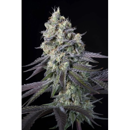 Purple Mints Femminizzata - Paradise Seeds