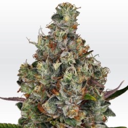 Rainbow Road Femminizzata - Paradise Seeds