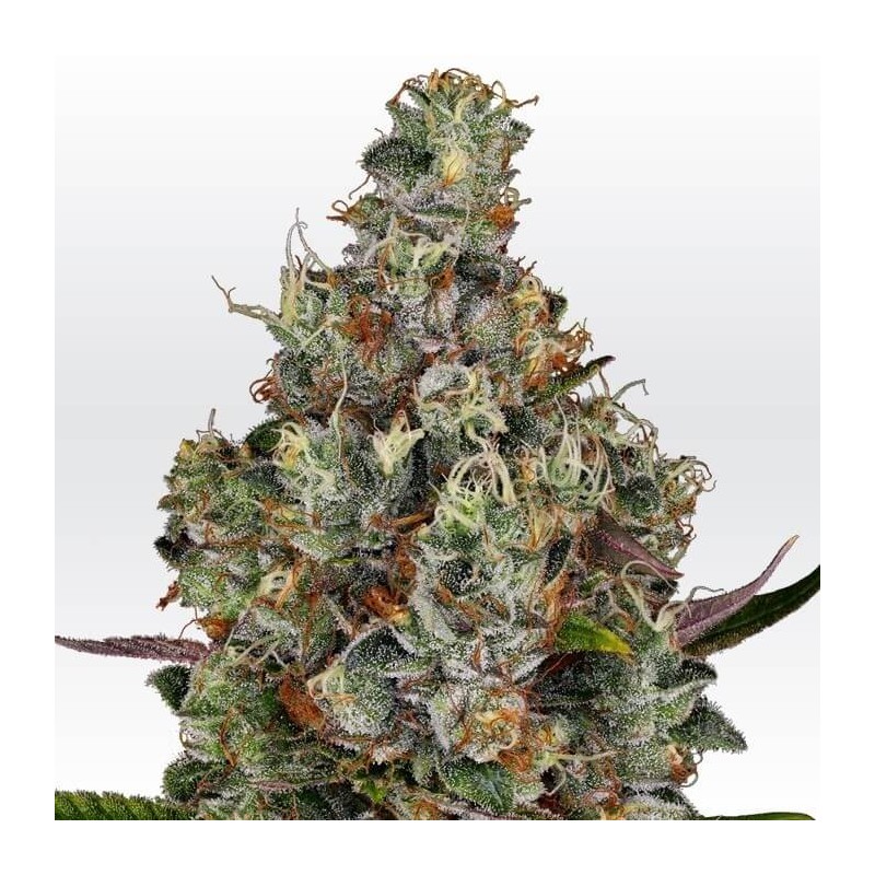 Rainbow Road Femminizzata - Paradise Seeds