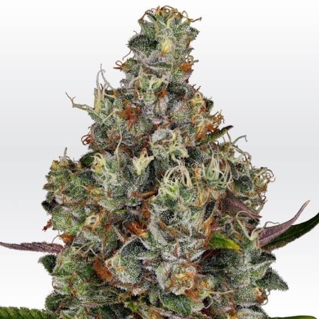 Rainbow Road Femminizzata - Paradise Seeds