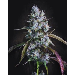 Red Velvet Auto Femminizzata - Paradise Seeds