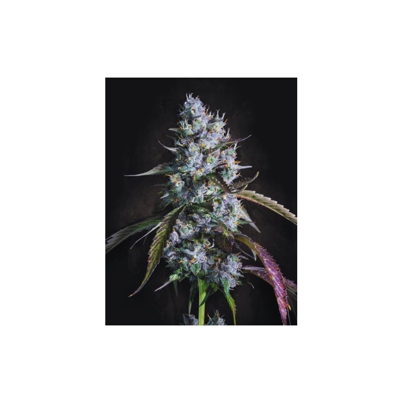 Red Velvet Auto Femminizzata - Paradise Seeds
