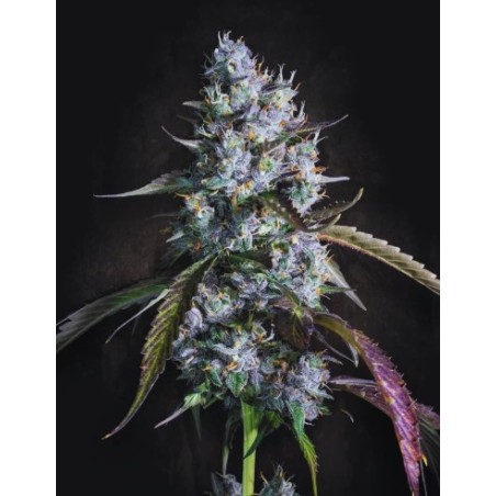 Red Velvet Auto Femminizzata - Paradise Seeds