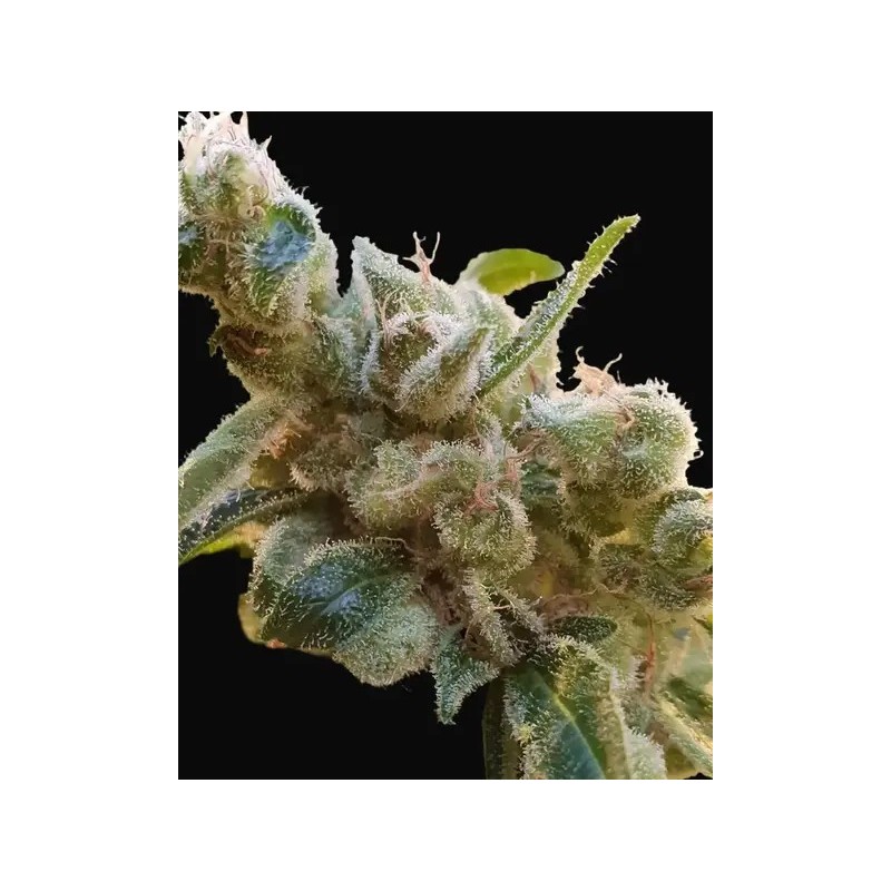 Relax CBD Femminizzata - Paradise Seeds