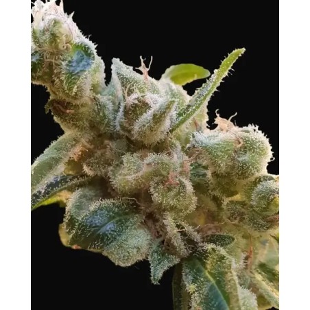 Relax CBD Femminizzata - Paradise Seeds