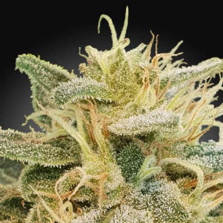 Relief CBD Femminizzata - Paradise Seeds