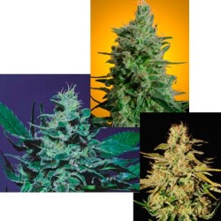 Sativa Champion Pack Femminizzata - Paradise Seeds