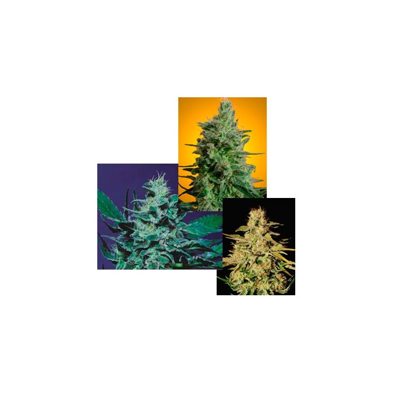 Sativa Champion Pack Femminizzata - Paradise Seeds