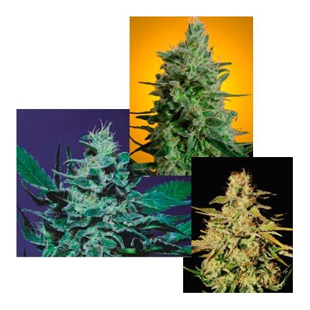 Sativa Champion Pack Femminizzata - Paradise Seeds