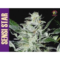 Sensi Star Femminizzata - Paradise Seeds