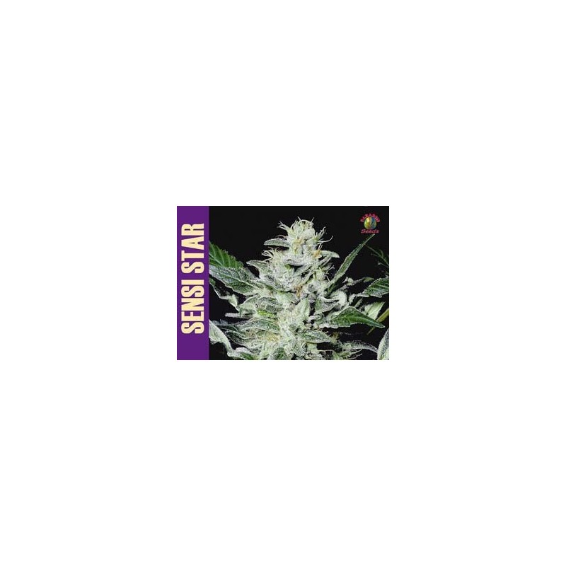 Sensi Star Femminizzata - Paradise Seeds