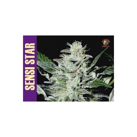 Sensi Star Femminizzata - Paradise Seeds