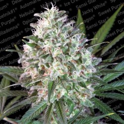 Space Cookies Femminizzata - Paradise Seeds
