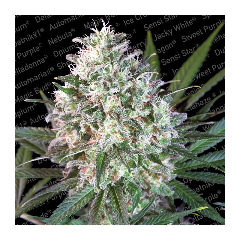 Space Cookies Femminizzata - Paradise Seeds
