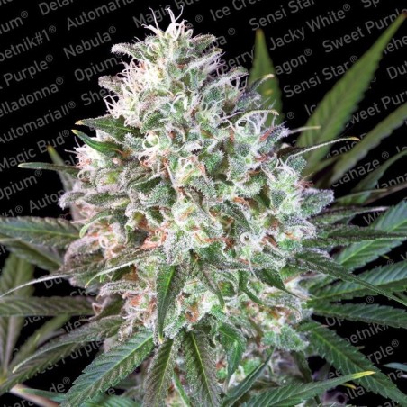 Space Cookies Femminizzata - Paradise Seeds