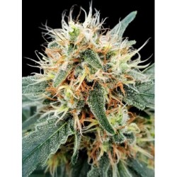 Stromboli Auto Femminizzata - Paradise Seeds