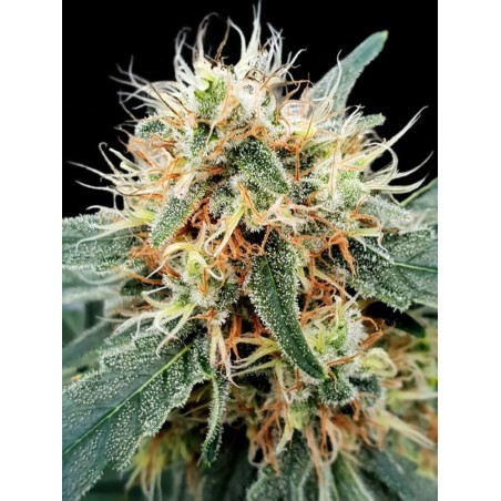 Stromboli Auto Femminizzata - Paradise Seeds
