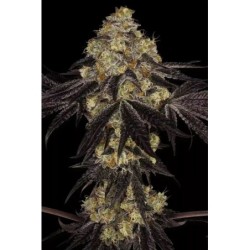 Sunset Paradise Femminizzata - Paradise Seeds