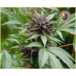 Sweet Purple Femminizzata - Paradise Seeds