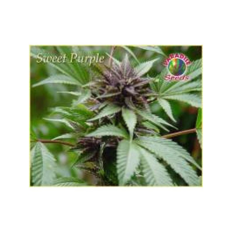 Sweet Purple Femminizzata - Paradise Seeds