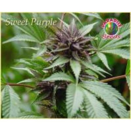 Sweet Purple Femminizzata - Paradise Seeds