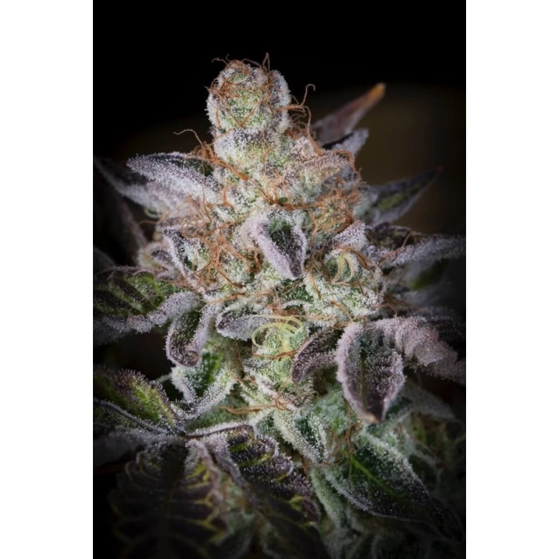 Sweetopia Femminizzata - Paradise Seeds