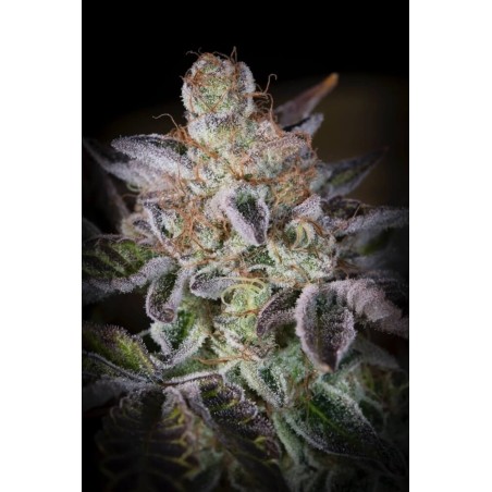 Sweetopia Femminizzata - Paradise Seeds