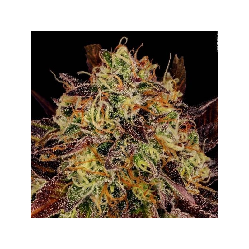 Tangerine Sorbet Femminizzata - Paradise Seeds