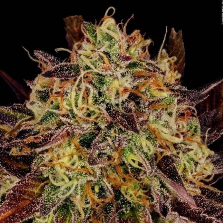 Tangerine Sorbet Femminizzata - Paradise Seeds