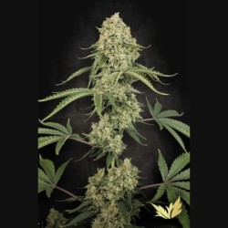 Tropical Fruit Cake Femminizzata - Paradise Seeds
