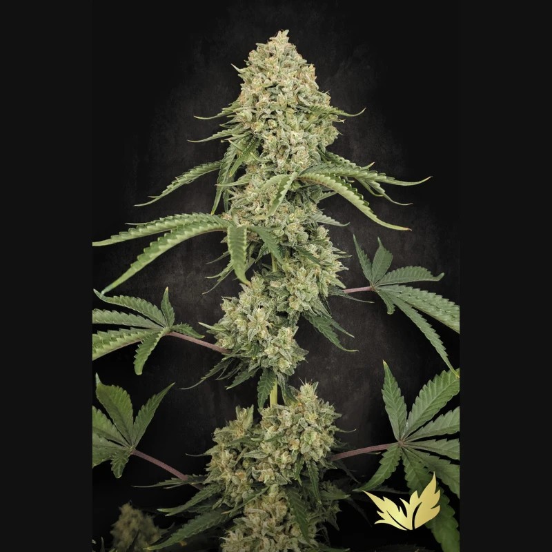 Tropical Fruit Cake Femminizzata - Paradise Seeds