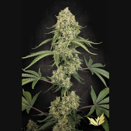 Tropical Fruit Cake Femminizzata - Paradise Seeds
