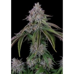 Velvet Mist Femminizzata - Paradise Seeds
