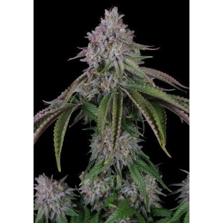 Velvet Mist Femminizzata - Paradise Seeds