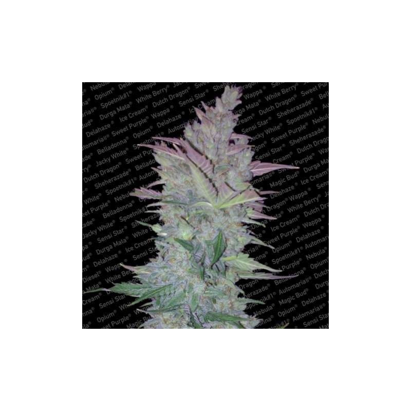 Vertigo Auto Femminizzata - Paradise Seeds